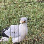 LINE_ALBUM_千葉市動物公園2021.11.23_211124_86